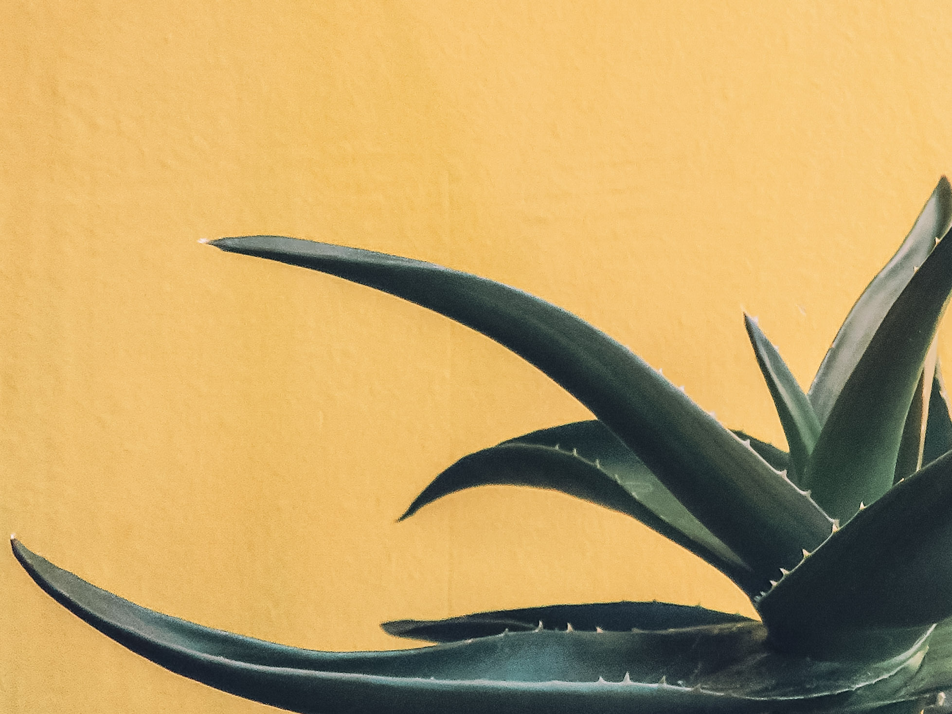 Close-up of an aloe plant against a warm yellow wall